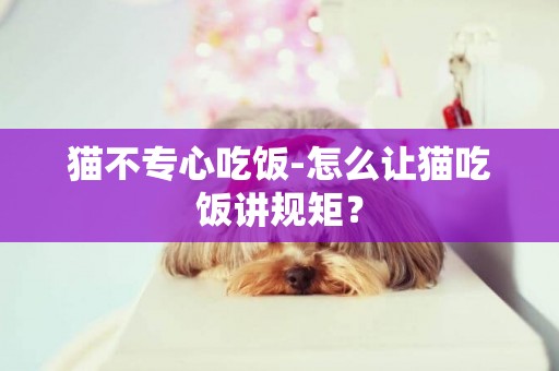 貓不專心吃飯-怎么讓貓吃飯講規矩？