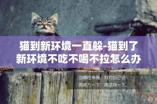 貓到新環境一直躲-貓到了新環境不吃不喝不拉怎么辦？