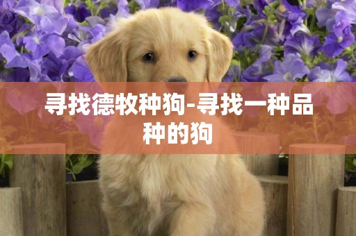 尋找德牧種狗-尋找一種品種的狗