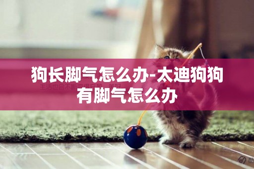 狗長腳氣怎么辦-太迪狗狗有腳氣怎么辦