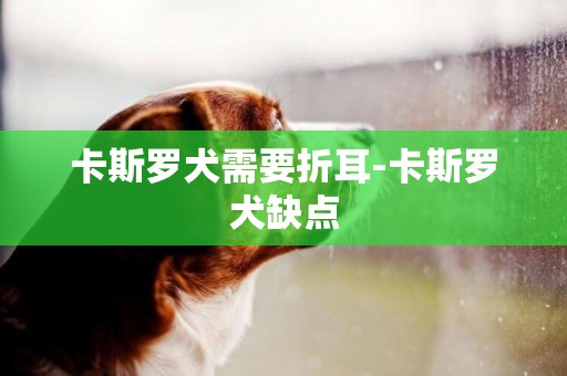 卡斯羅犬需要折耳-卡斯羅犬缺點