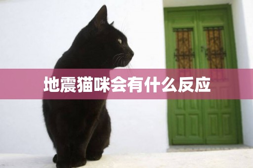 地震貓咪會有什么反應