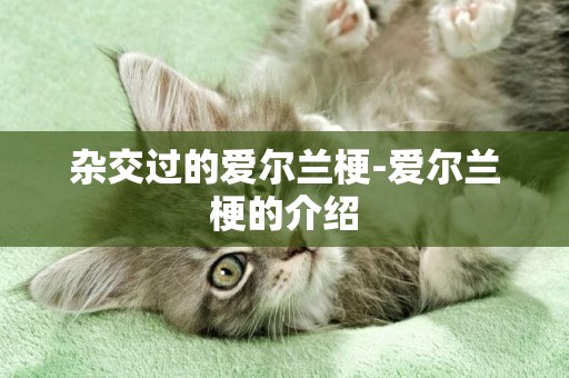 雜交過的愛爾蘭梗-愛爾蘭梗的介紹