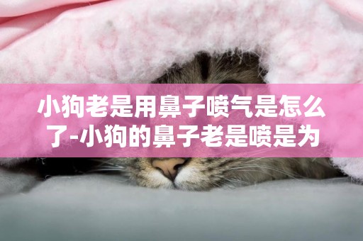小狗老是用鼻子噴氣是怎么了-小狗的鼻子老是噴是為什么啊？