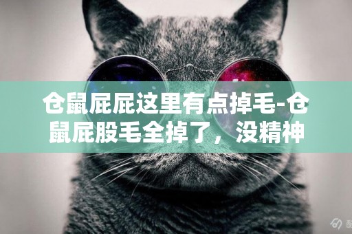 倉鼠屁屁這里有點掉毛-倉鼠屁股毛全掉了，沒精神