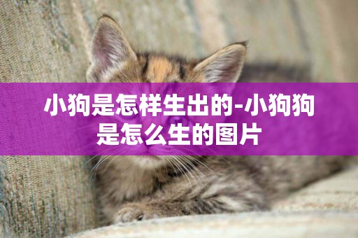 小狗是怎樣生出的-小狗狗是怎么生的圖片