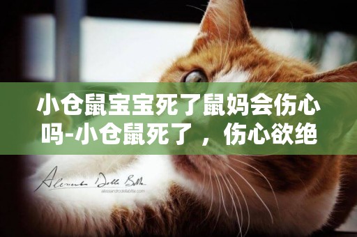 小倉鼠寶寶死了鼠媽會傷心嗎-小倉鼠死了 ，傷心欲絕 ！查死因