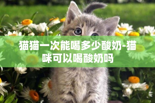 貓貓一次能喝多少酸奶-貓咪可以喝酸奶嗎