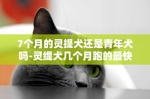 7個月的靈提犬還是青年犬嗎-靈緹犬幾個月跑的最快