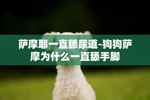 薩摩耶一直舔尿道-狗狗薩摩為什么一直舔手腳
