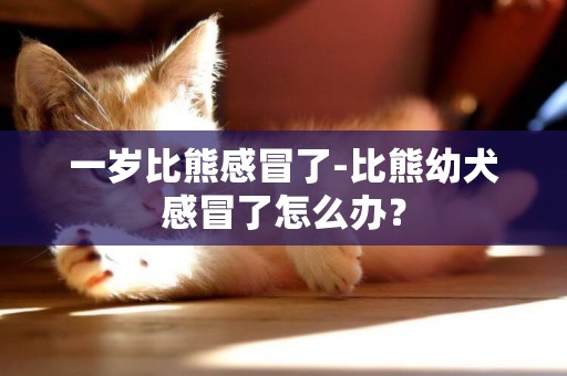一歲比熊感冒了-比熊幼犬感冒了怎么辦？