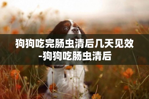 狗狗吃完腸蟲清后幾天見效-狗狗吃腸蟲清后