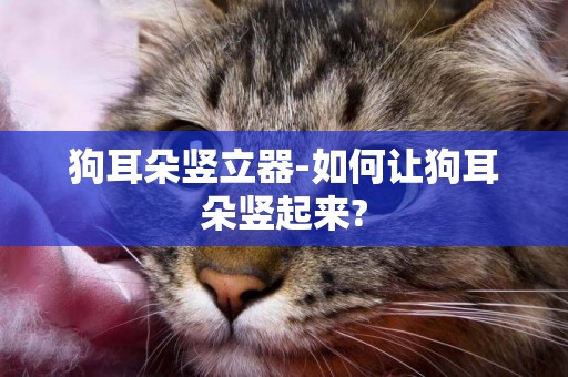 狗耳朵豎立器-如何讓狗耳朵豎起來?
