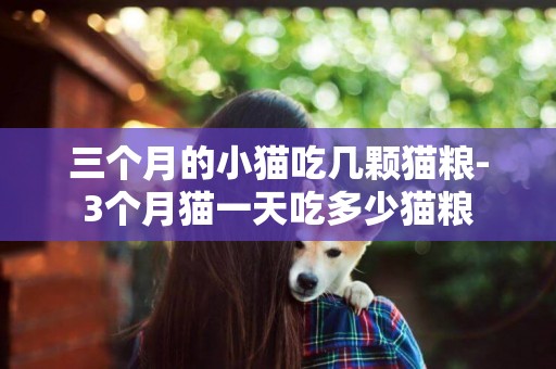 三個月的小貓吃幾顆貓糧-3個月貓一天吃多少貓糧