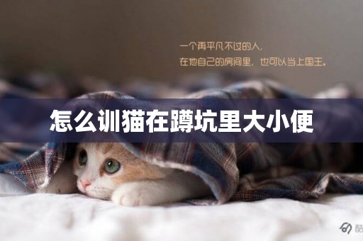怎么訓貓在蹲坑里大小便