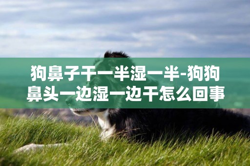 狗鼻子干一半濕一半-狗狗鼻頭一邊濕一邊干怎么回事