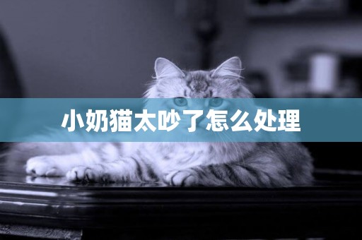 小奶貓太吵了怎么處理