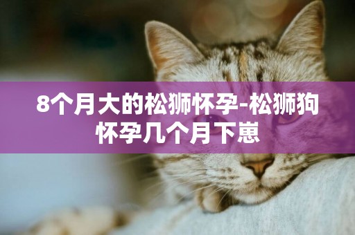 8個月大的松獅懷孕-松獅狗懷孕幾個月下崽