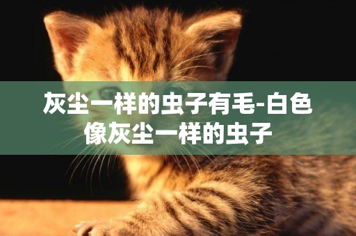 灰塵一樣的蟲子有毛-白色像灰塵一樣的蟲子