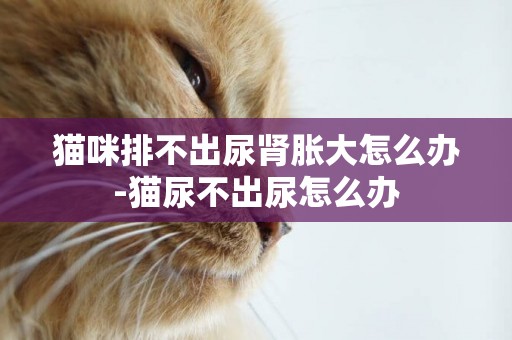 貓咪排不出尿腎脹大怎么辦-貓尿不出尿怎么辦