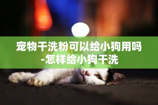 寵物干洗粉可以給小狗用嗎-怎樣給小狗干洗