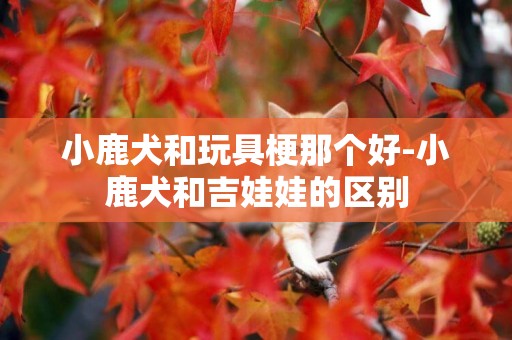 小鹿犬和玩具梗那個好-小鹿犬和吉娃娃的區別