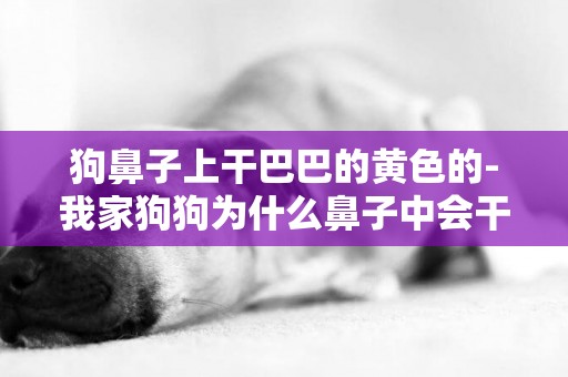 狗鼻子上干巴巴的黃色的-我家狗狗為什么鼻子中會干巴巴的？