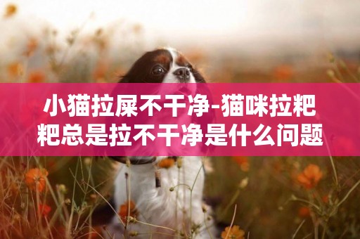 小貓拉屎不干凈-貓咪拉粑粑總是拉不干凈是什么問題？
