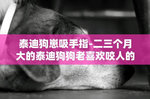 泰迪狗崽吸手指-二三個月大的泰迪狗狗老喜歡咬人的手指頭怎么辦？小小的尖尖的牙咬的可疼了。