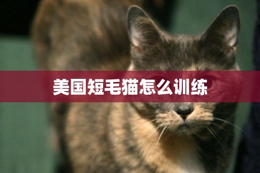 美國短毛貓怎么訓練