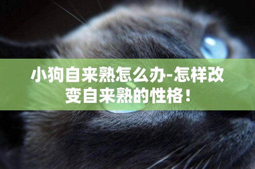 小狗自來熟怎么辦-怎樣改變自來熟的性格！