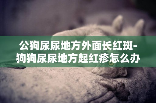 公狗尿尿地方外面長紅斑-狗狗尿尿地方起紅疹怎么辦