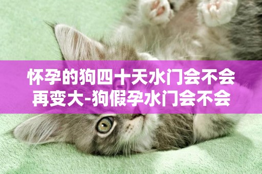 懷孕的狗四十天水門會不會再變大-狗假孕水門會不會腫