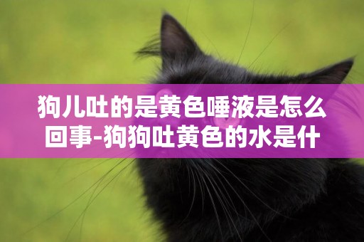 狗兒吐的是黃色唾液是怎么回事-狗狗吐黃色的水是什么原因？