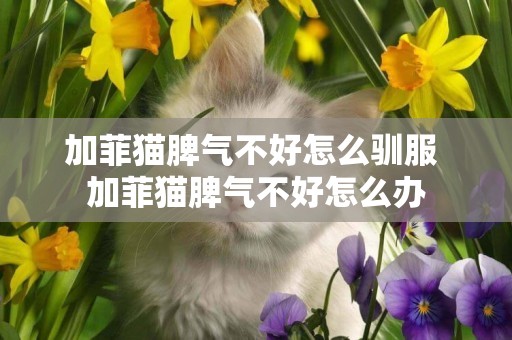 加菲貓脾氣不好怎么馴服 加菲貓脾氣不好怎么辦