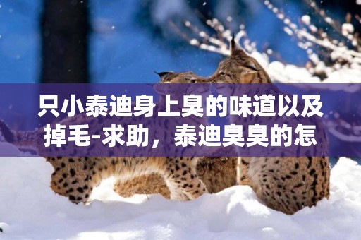 只小泰迪身上臭的味道以及掉毛-求助，泰迪臭臭的怎么回事，泰迪身上臭是怎么回事
