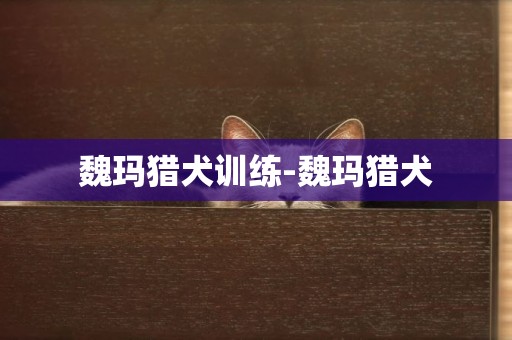 魏瑪獵犬訓練-魏瑪獵犬