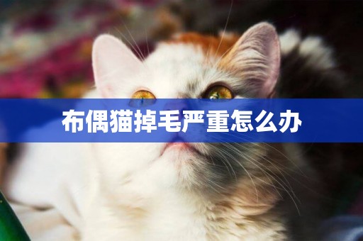 布偶貓掉毛嚴重怎么辦
