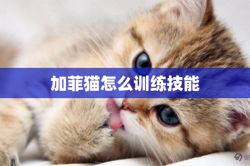 加菲貓怎么訓練技能