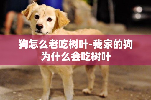 狗怎么老吃樹葉-我家的狗為什么會吃樹葉