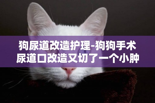 狗尿道改造護理-狗狗手術尿道口改造又切了一個小腫瘤后三天排不出便便怎么辦