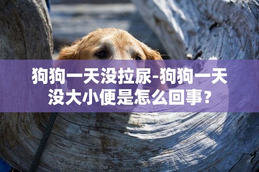 狗狗一天沒拉尿-狗狗一天沒大小便是怎么回事？