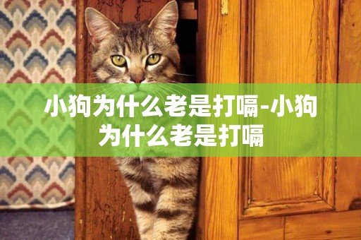 小狗為什么老是打嗝-小狗為什么老是打嗝