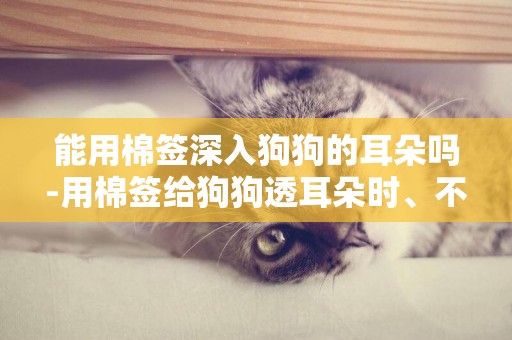 能用棉簽深入狗狗的耳朵嗎-用棉簽給狗狗透耳朵時、不小心把棉球弄進去了，請問有什么辦法給弄出來、急啊