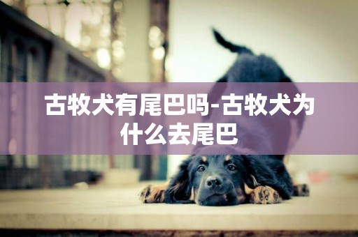 古牧犬有尾巴嗎-古牧犬為什么去尾巴