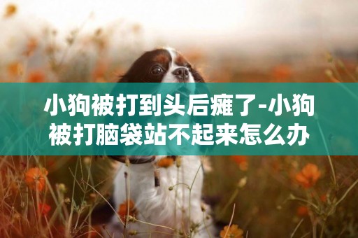 小狗被打到頭后癱了-小狗被打腦袋站不起來怎么辦