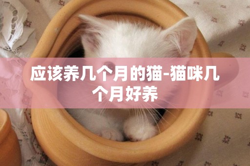 應該養幾個月的貓-貓咪幾個月好養