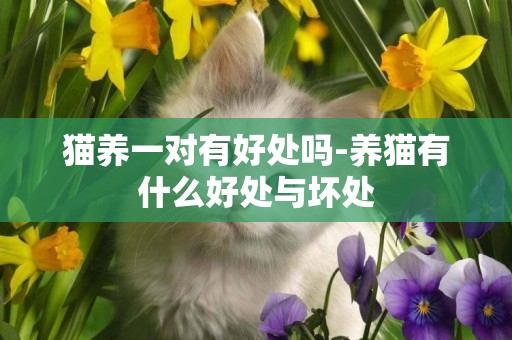 貓養一對有好處嗎-養貓有什么好處與壞處