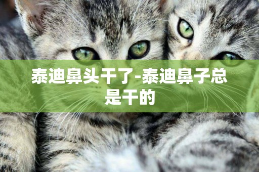 泰迪鼻頭干了-泰迪鼻子總是干的