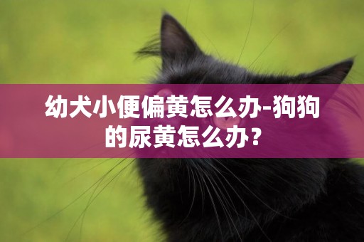 幼犬小便偏黃怎么辦-狗狗的尿黃怎么辦？